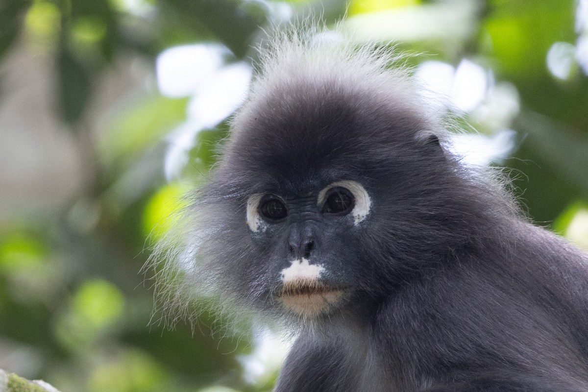 Dusky Leaf Monkey - ML646634622