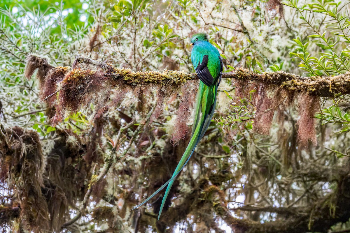 Muhteşem Ketzal - ML646634623