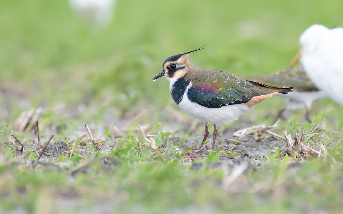 Kızkuşu - ML646634624