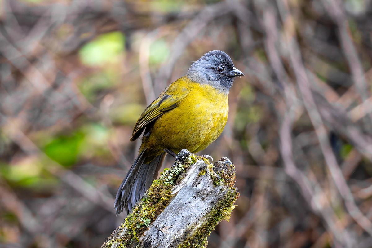 İri Ayaklı Serçe - ML646634625