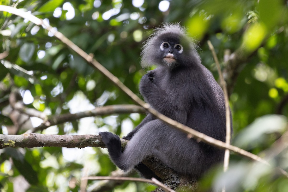 Dusky Leaf Monkey - ML646634626