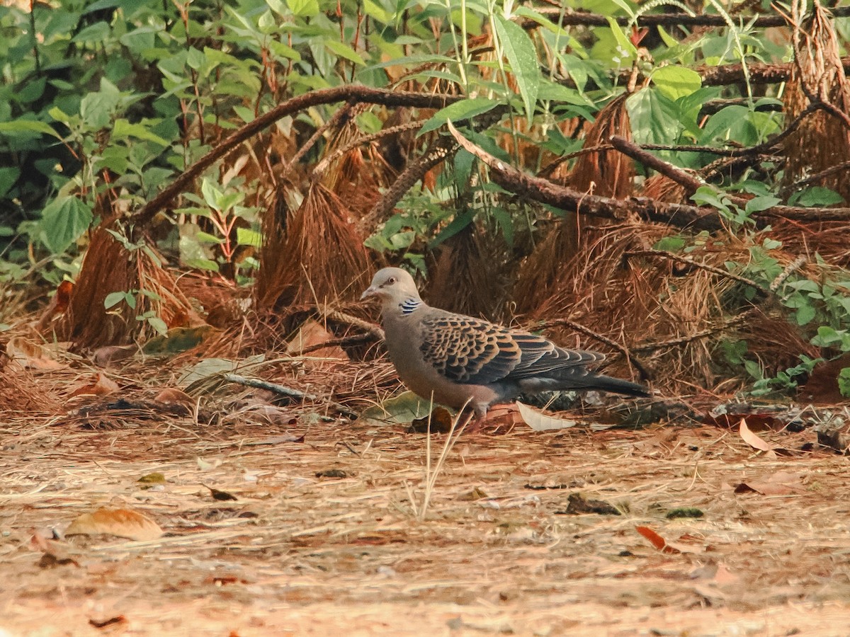 Büyük Üveyik - ML646634627