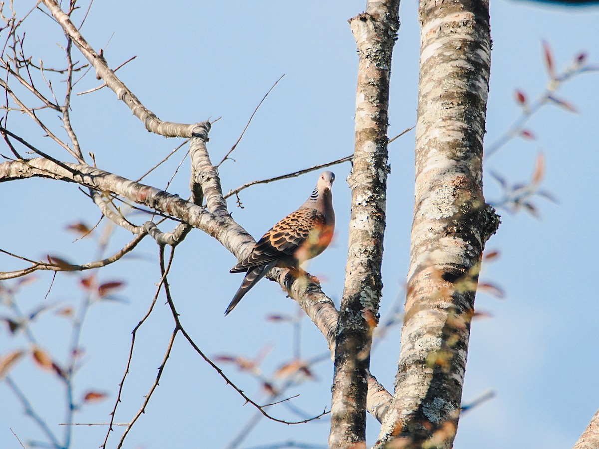 Büyük Üveyik - ML646634628