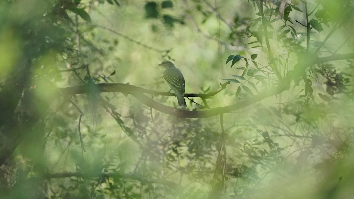 Kara Başlı Tırtılyiyen - ML646634630