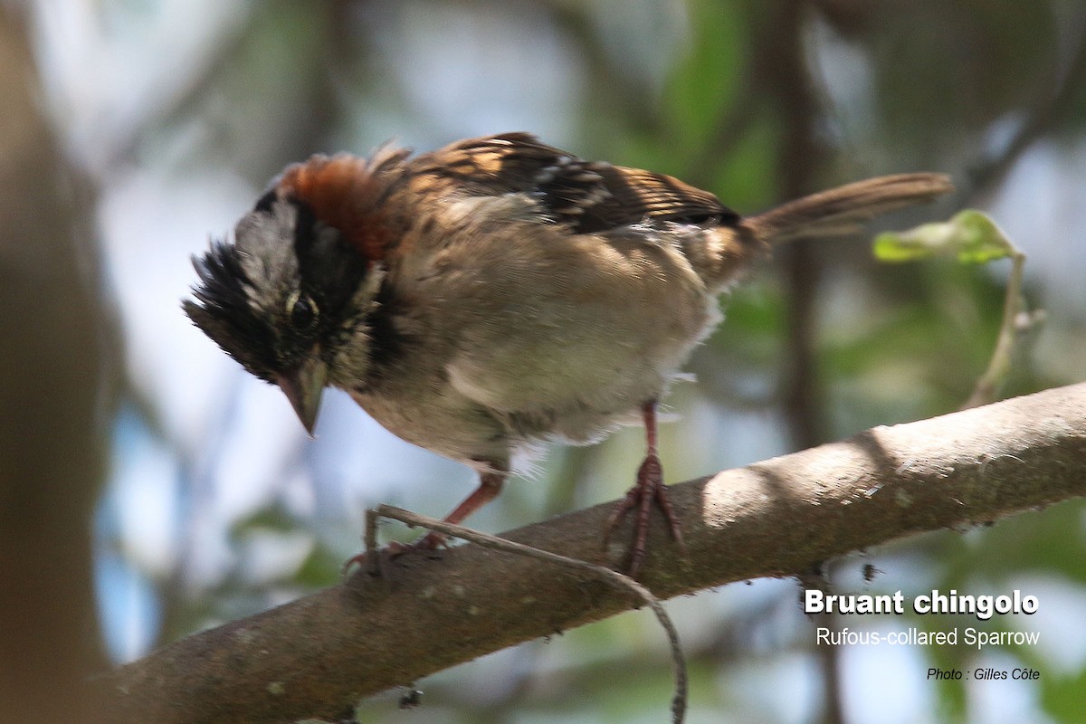 Morgenammer - ML646634631