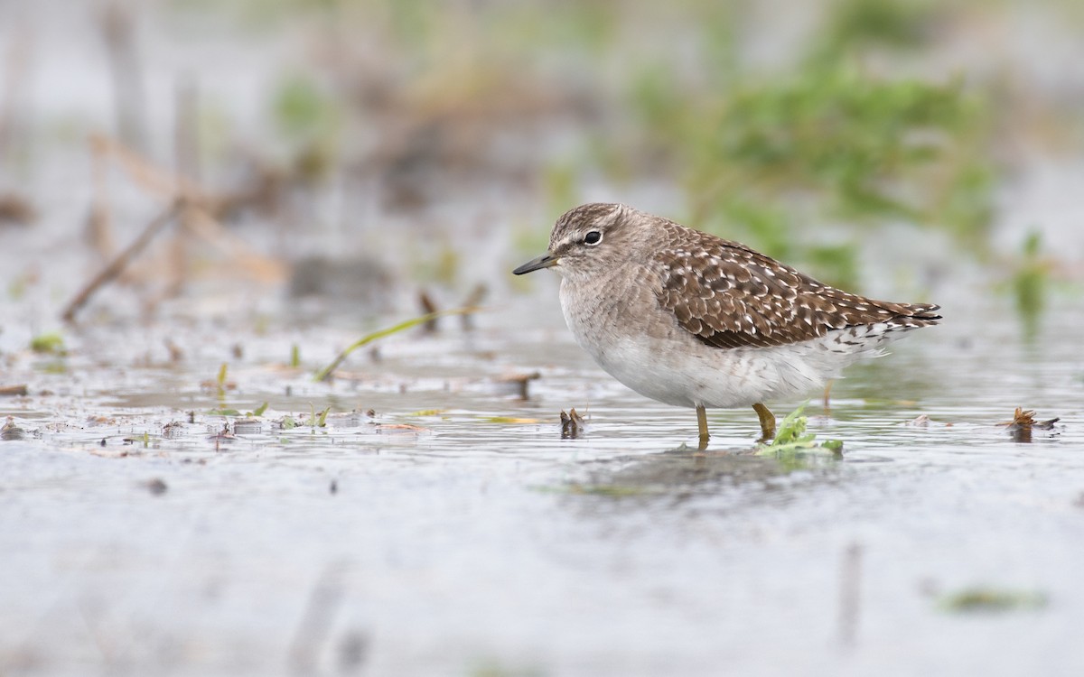 Orman Düdükçünü - ML646634633