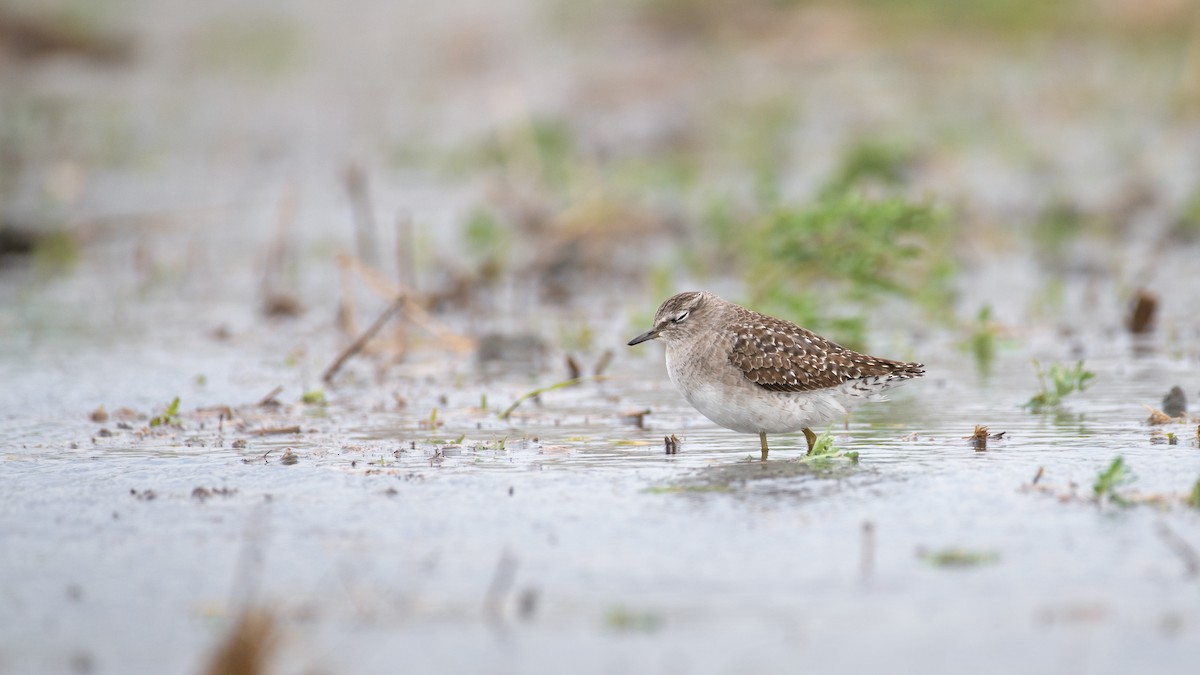 Orman Düdükçünü - ML646634634