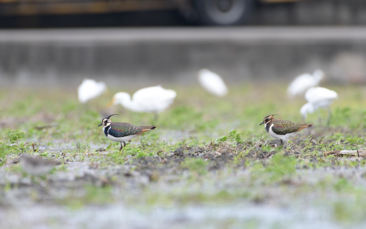 Kızkuşu - ML646634636