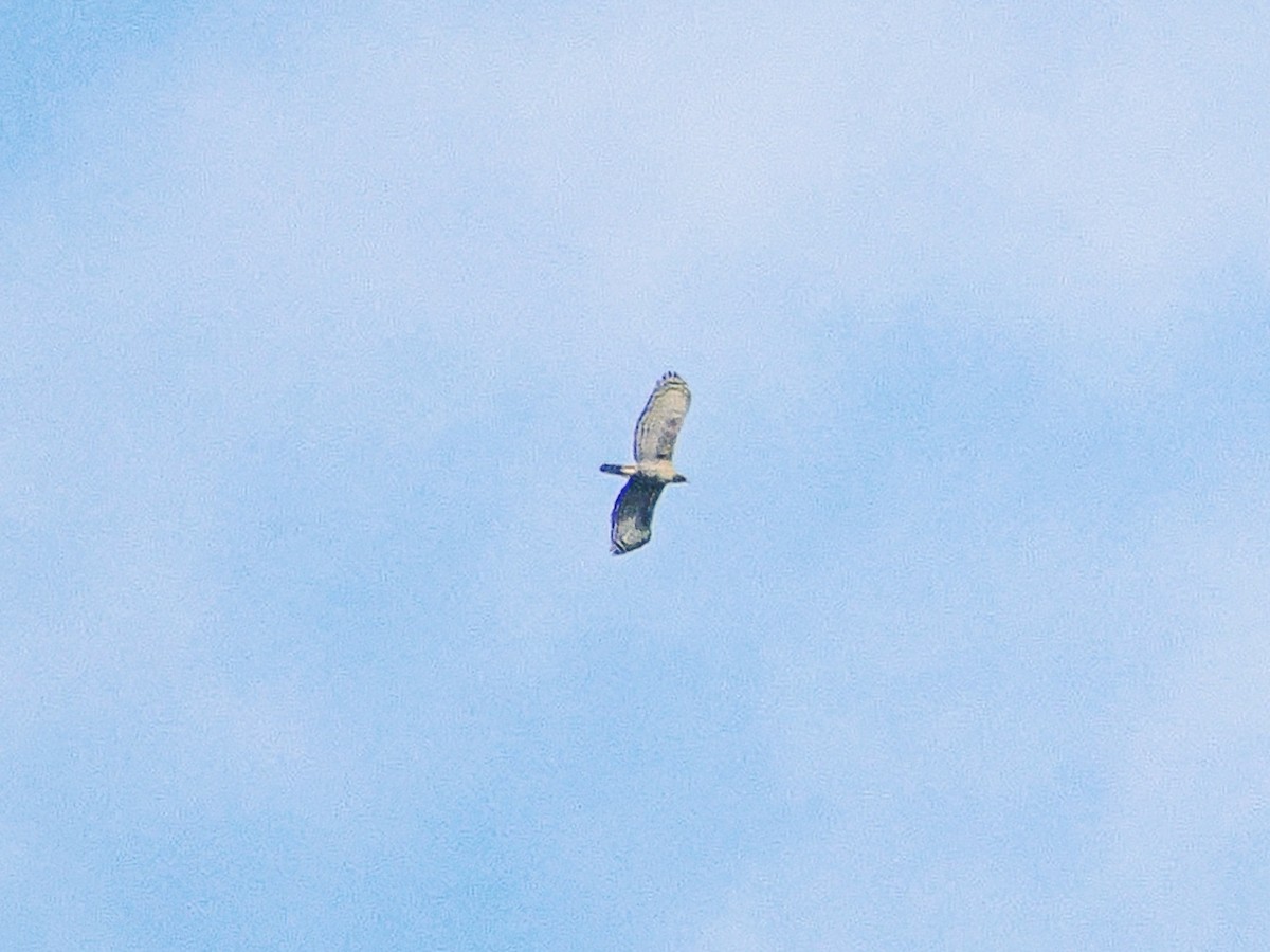 Nepal Atmaca Kartalı - ML646634638