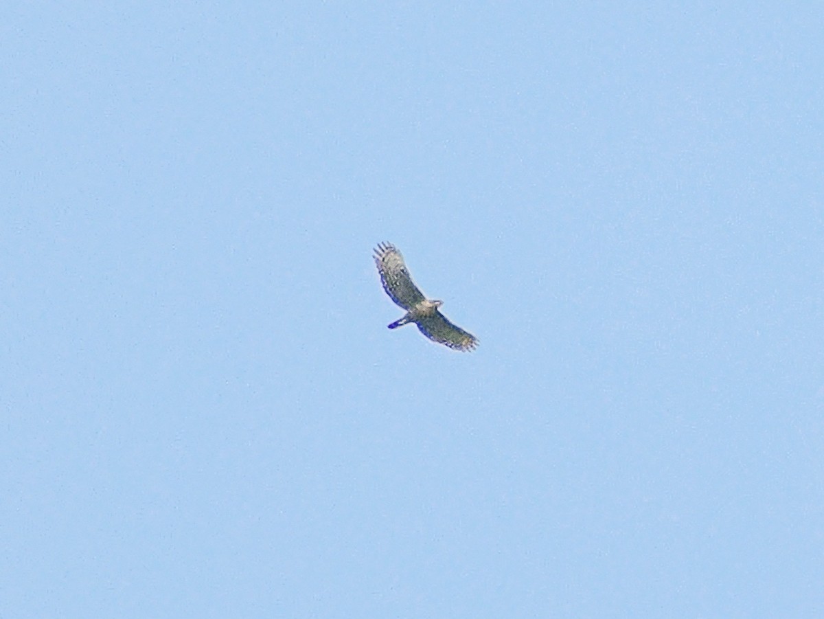 Nepal Atmaca Kartalı - ML646634639