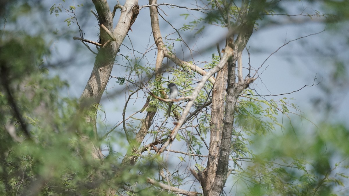 White-bellied Drongo - ML646634640