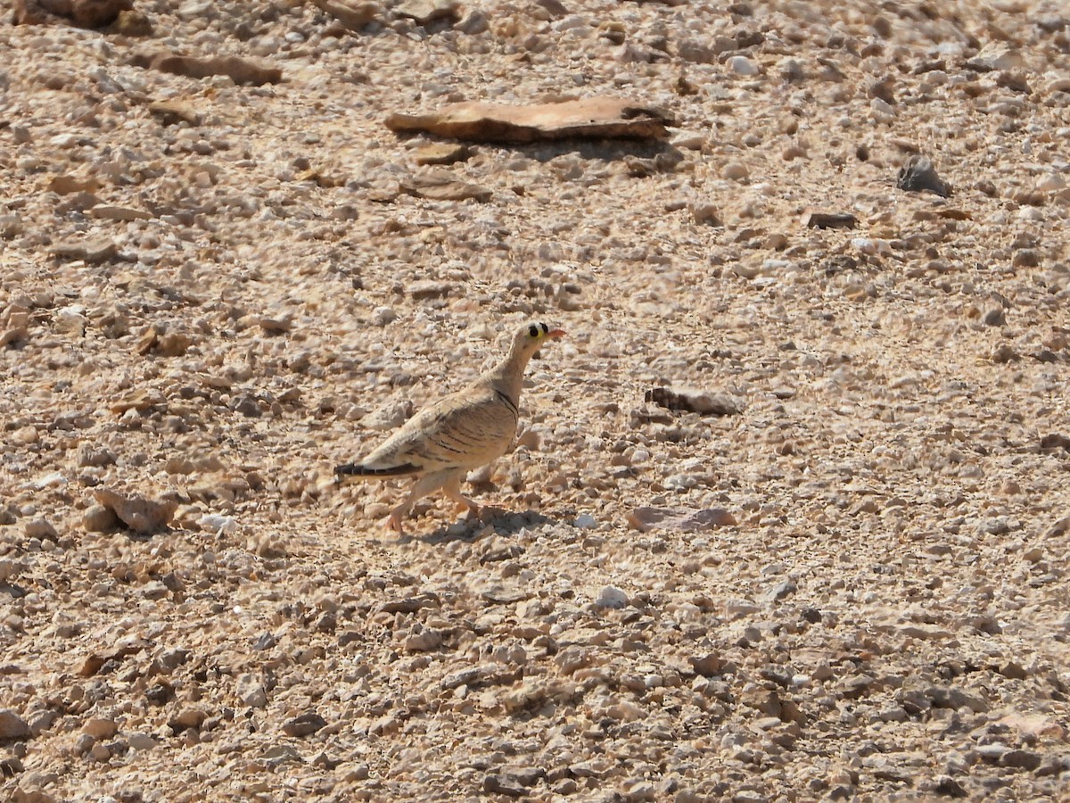 Lichtenstein ganga - ML646634641