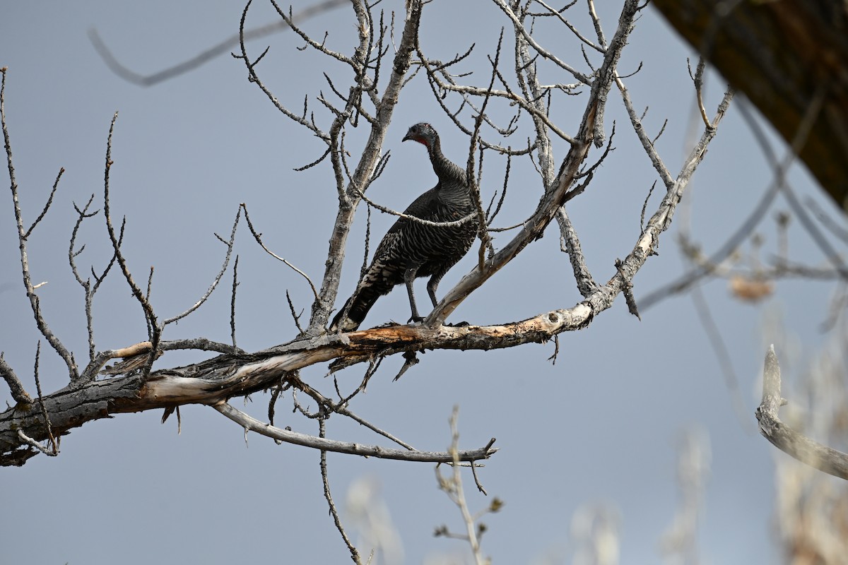 シチメンチョウ - ML646634642