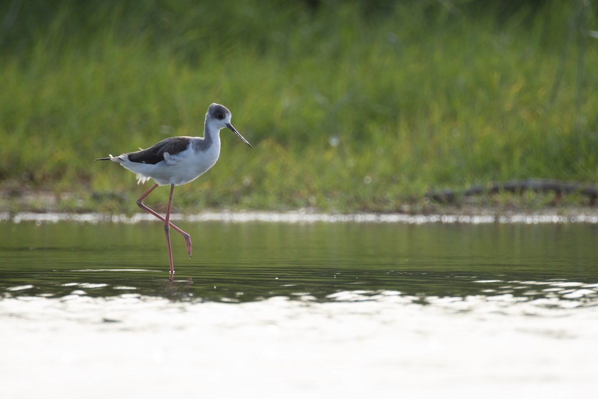 Uzunbacak - ML646634643