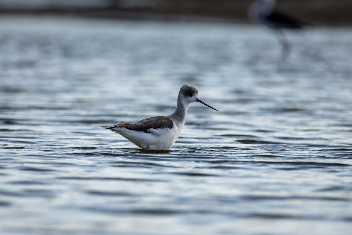 Uzunbacak - ML646634644