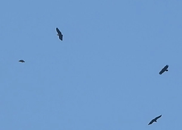 sup hnědý - ML646634647