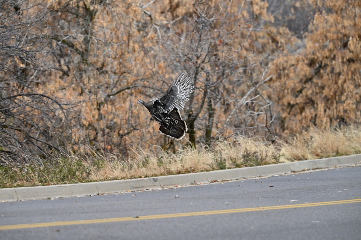 シチメンチョウ - ML646634649