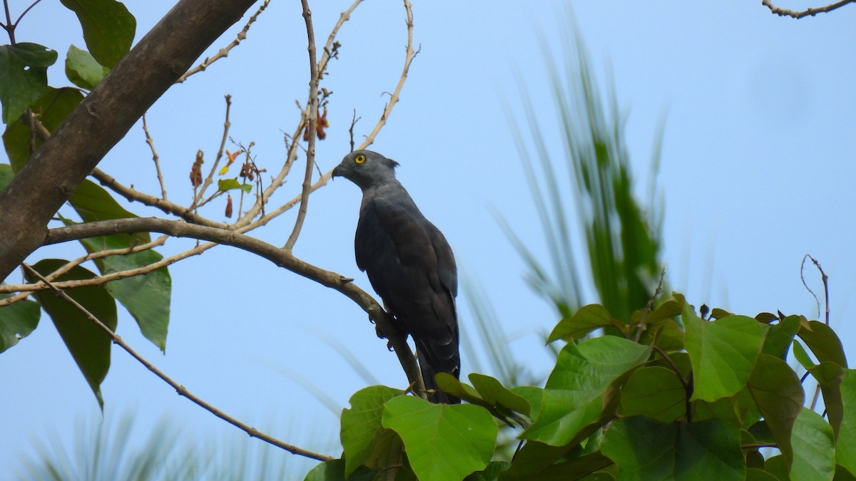 Pacific Baza - ML646634653