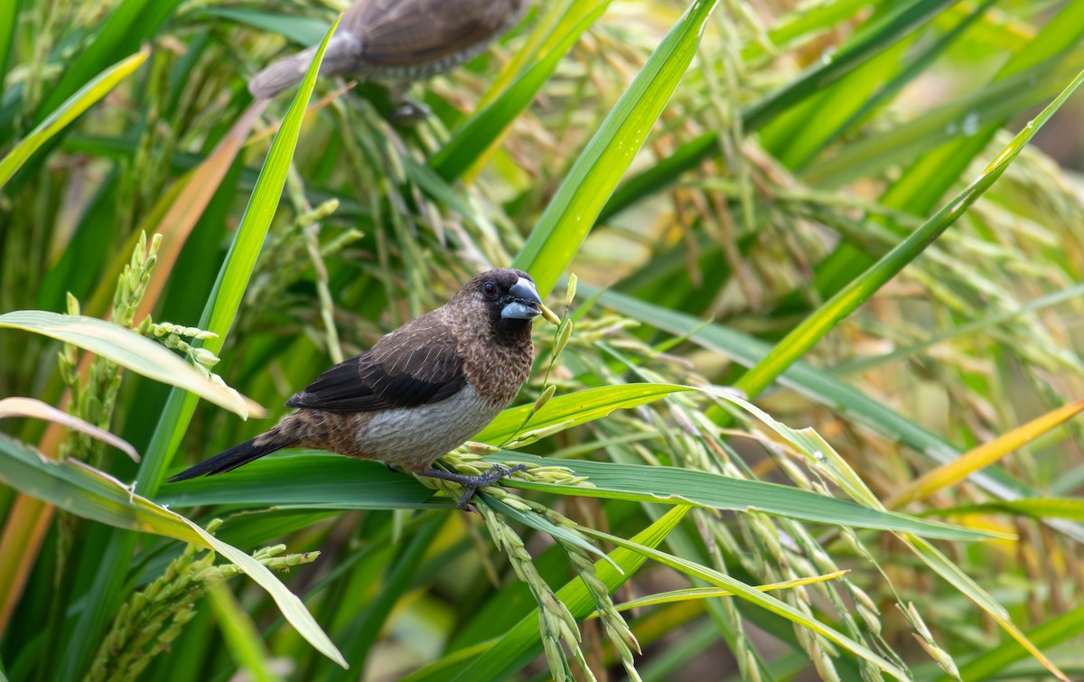 White-rumped Munia - ML646634654
