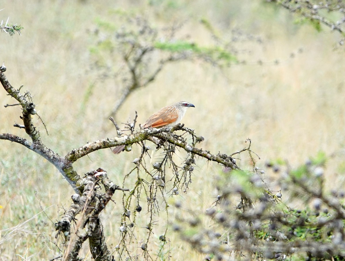 White-browed Coucal - ML646634655