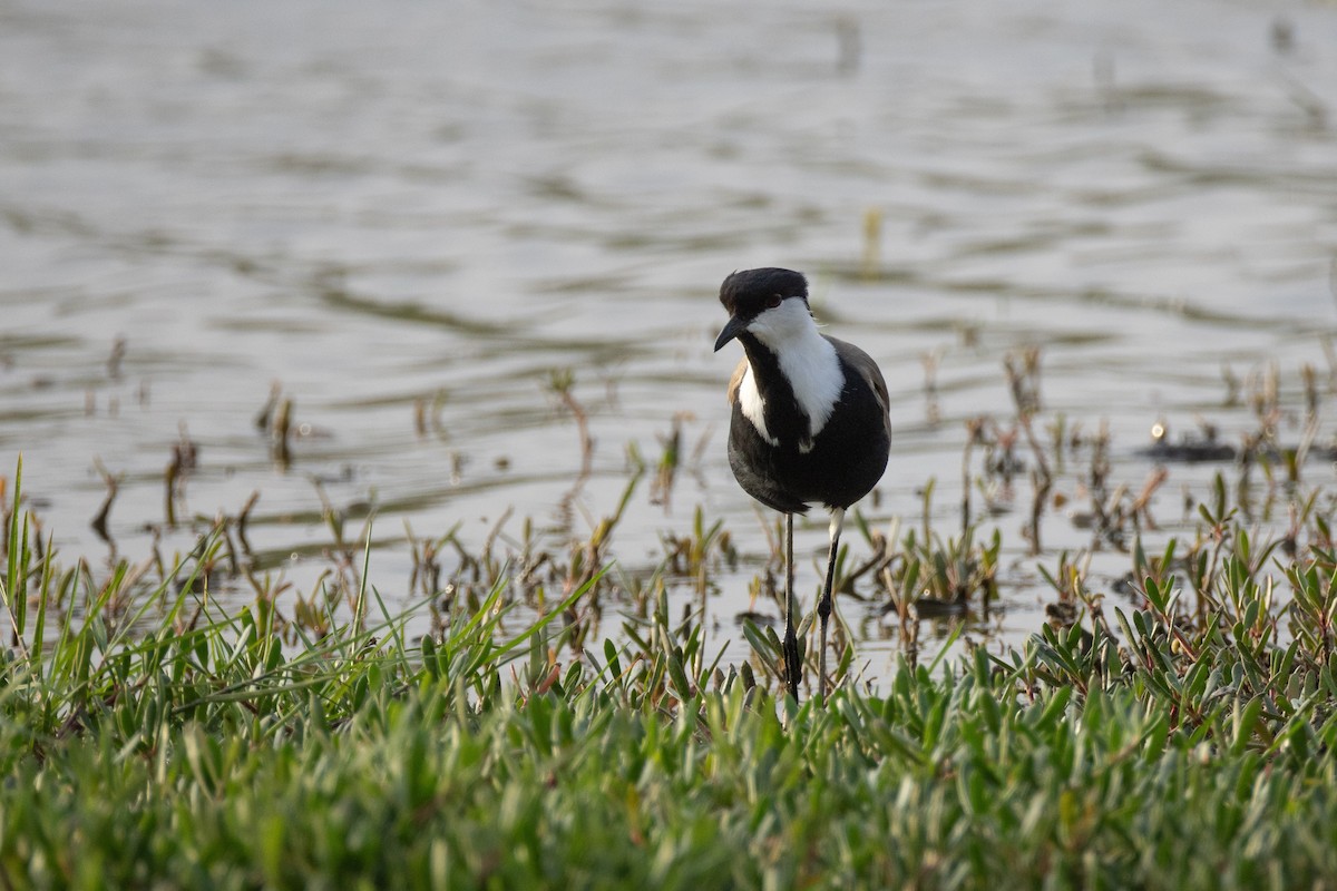 Mahmuzlu Kızkuşu - ML646634656