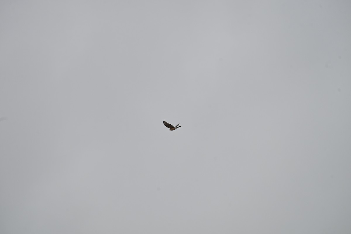 Sharp-shinned Hawk - ML646634657