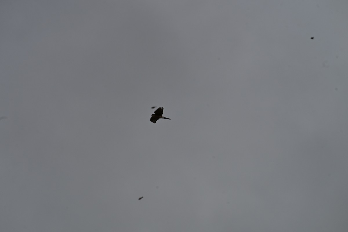 Sharp-shinned Hawk - ML646634658