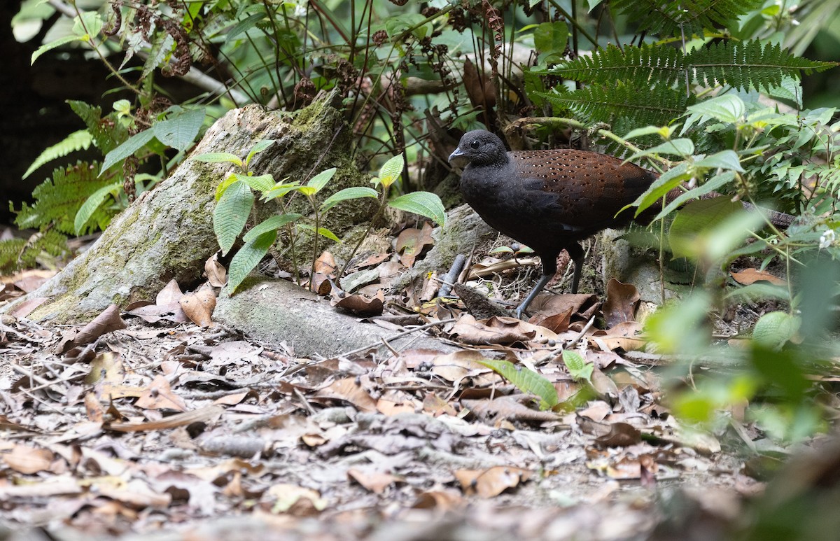 Mountain Peacock-Pheasant - ML646634659