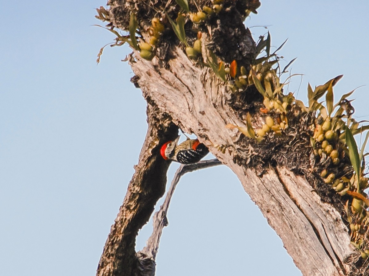 Stripe-breasted Woodpecker - ML646634660