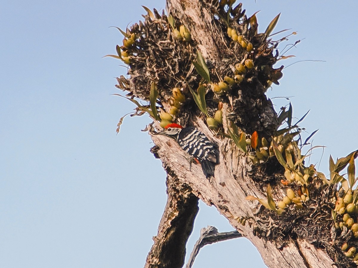 Stripe-breasted Woodpecker - ML646634661