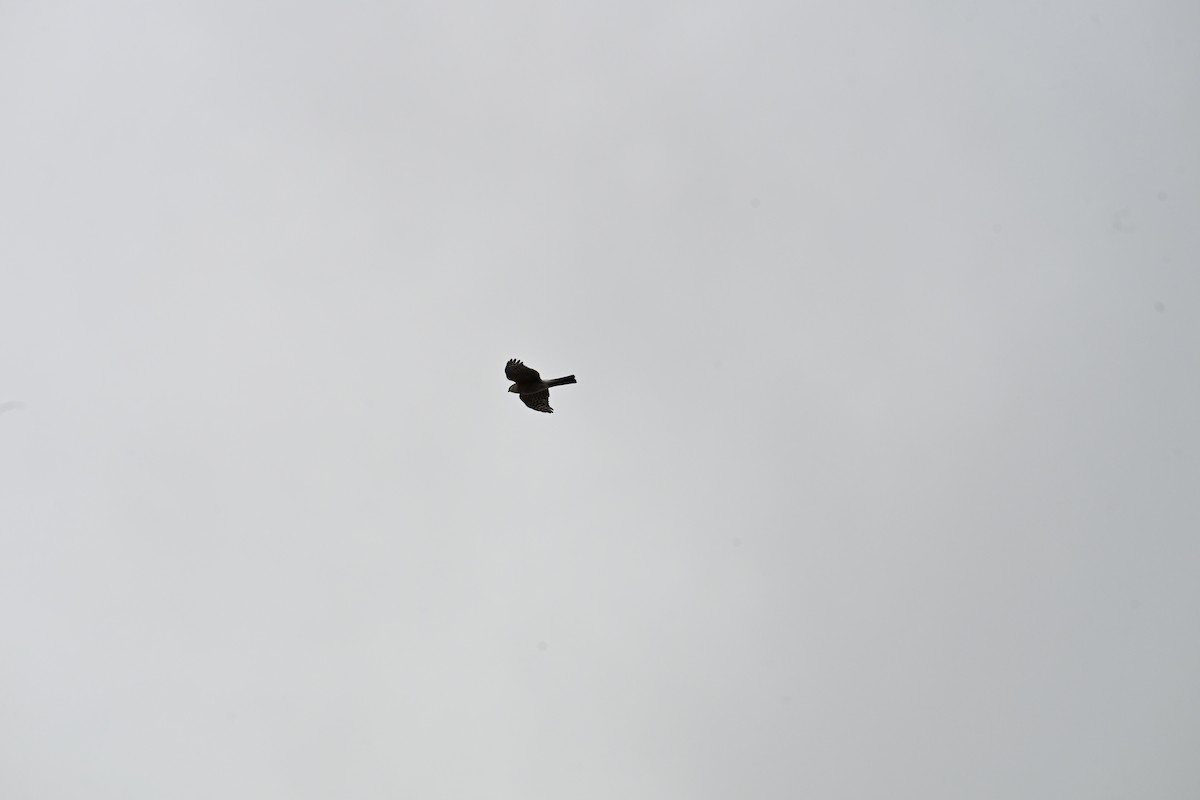 Sharp-shinned Hawk - ML646634663