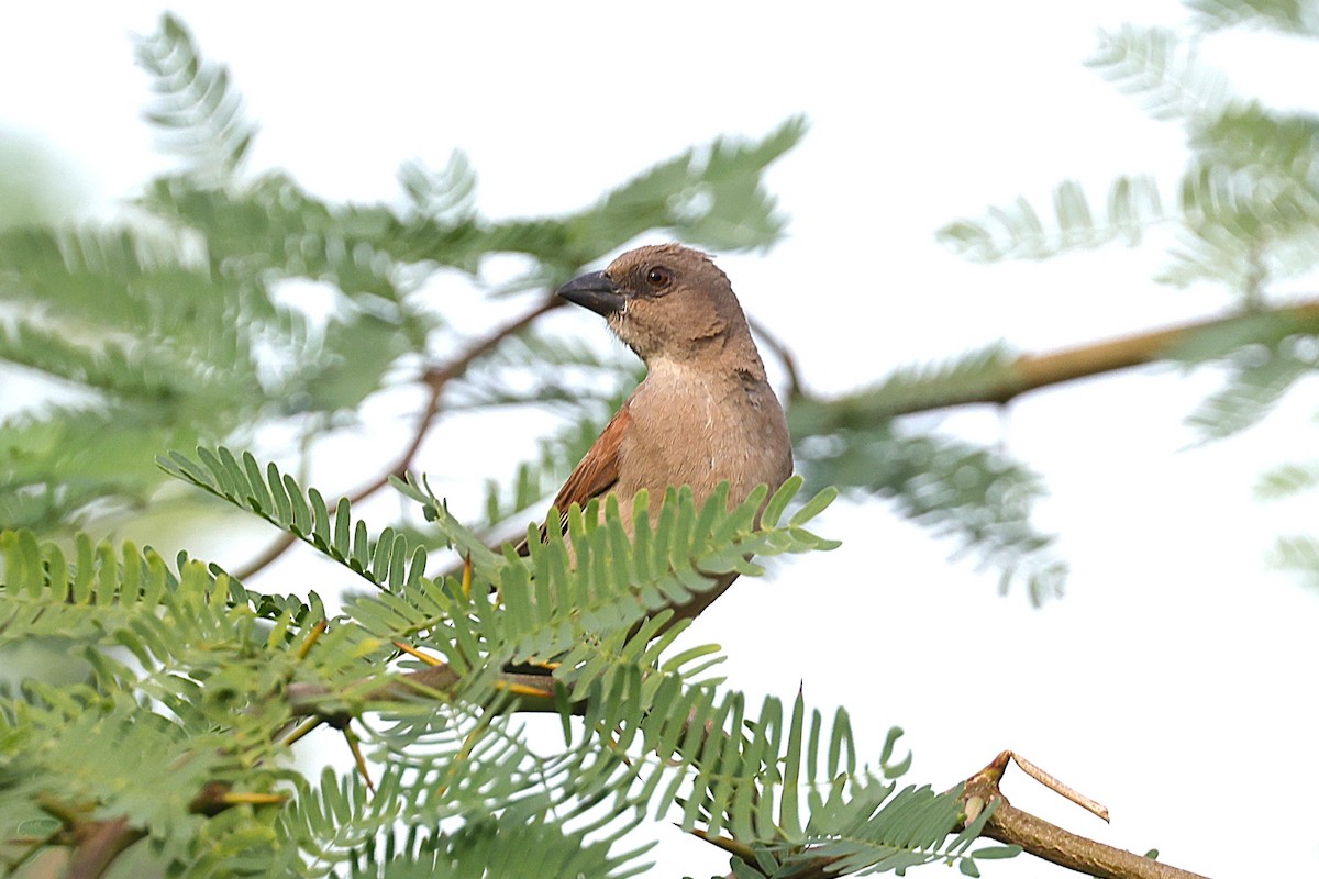 Northern Gray-headed Sparrow - ML646634666