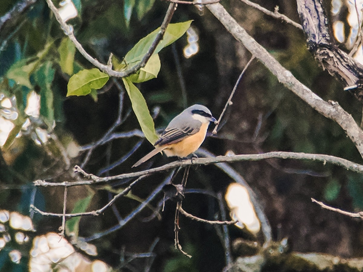 Tibetwürger - ML646634668