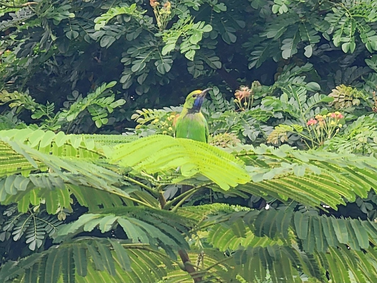 Golden-fronted Leafbird - ML646634669