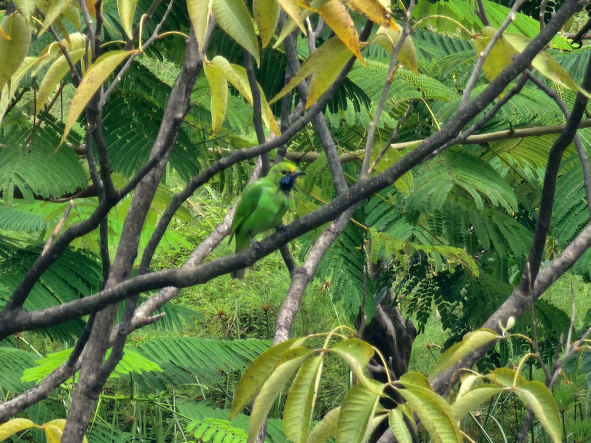Golden-fronted Leafbird - ML646634670