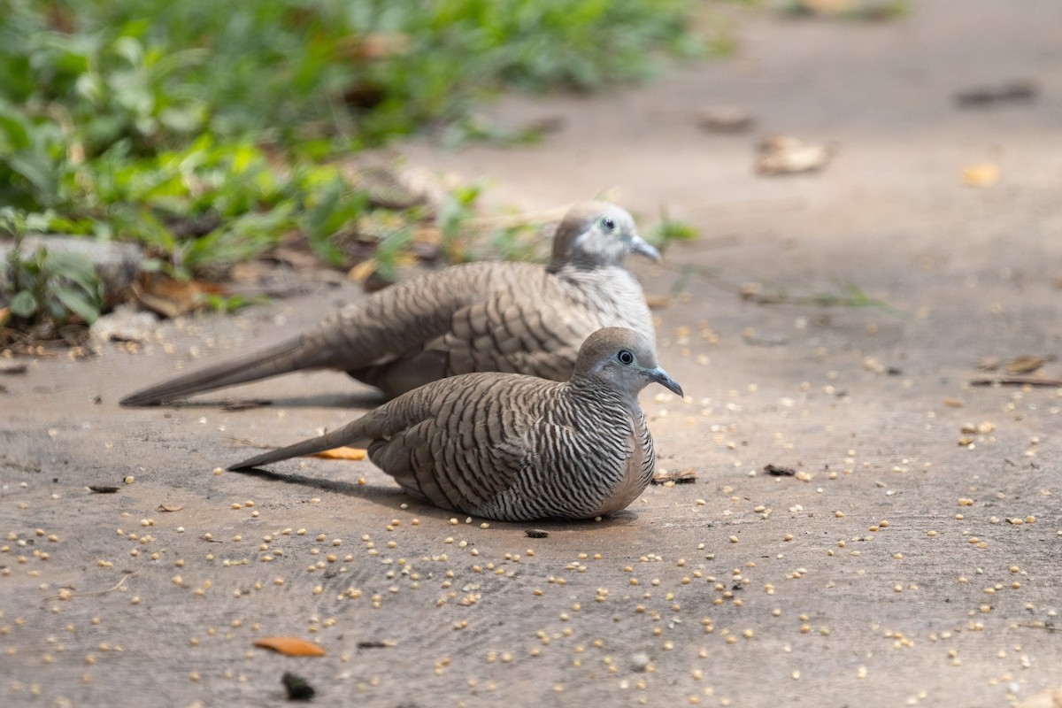 Zebra Dove - ML646634673