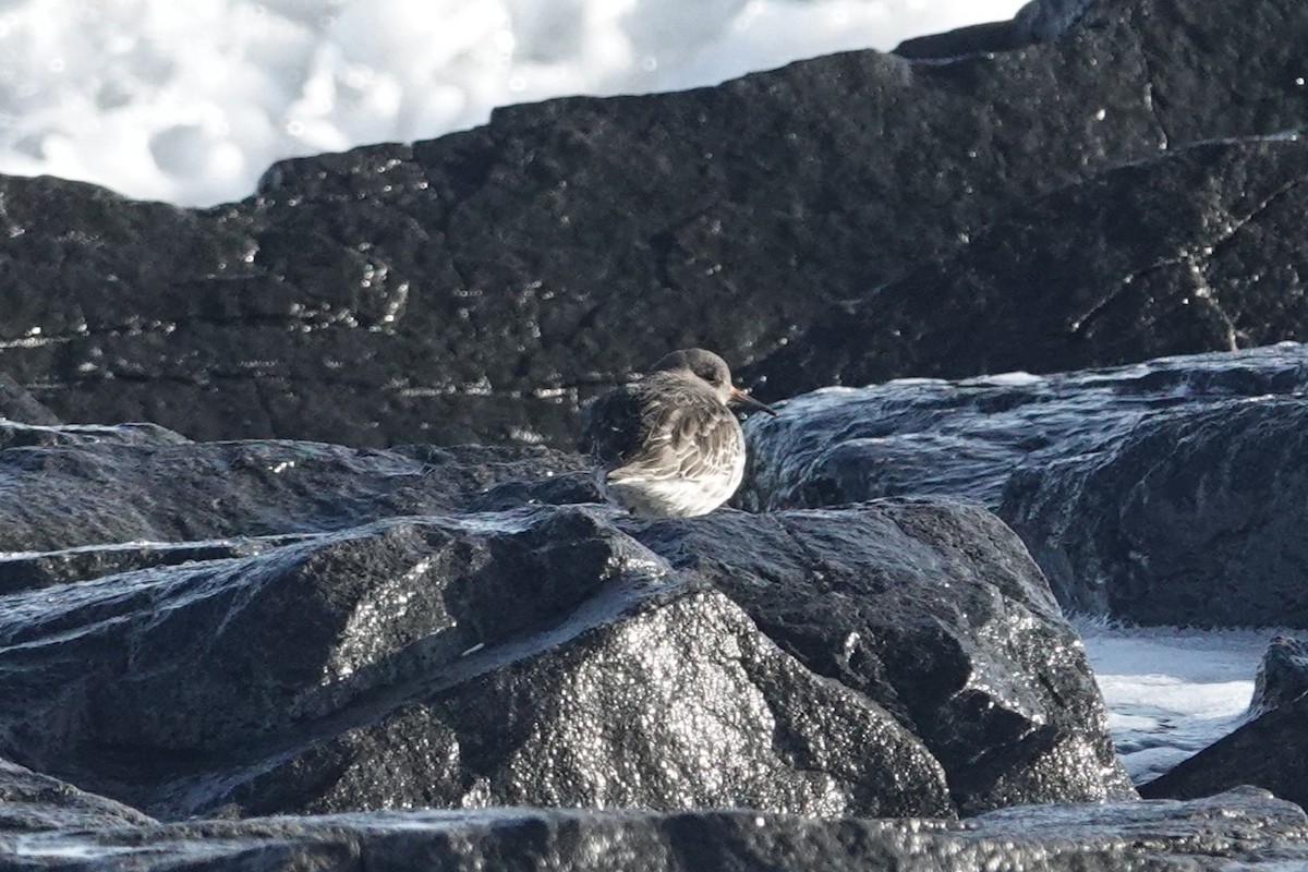 Piovanello violetto - ML646634681