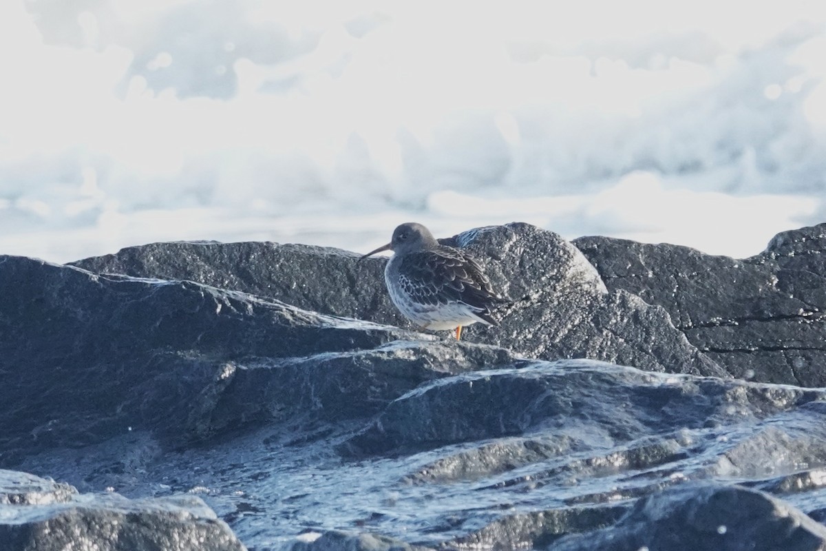 Piovanello violetto - ML646634682