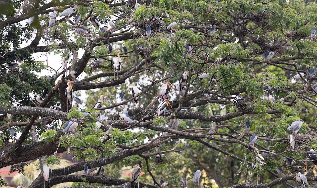 Painted Stork - ML646634683