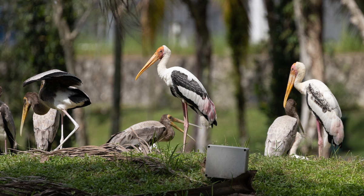 Painted Stork - ML646634684