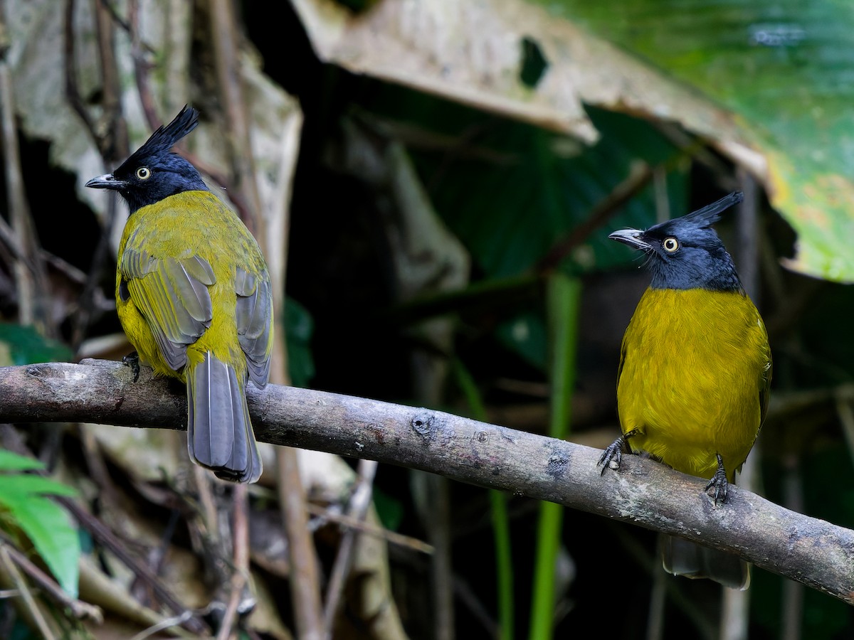 Black-crested Bulbul - ML646634685
