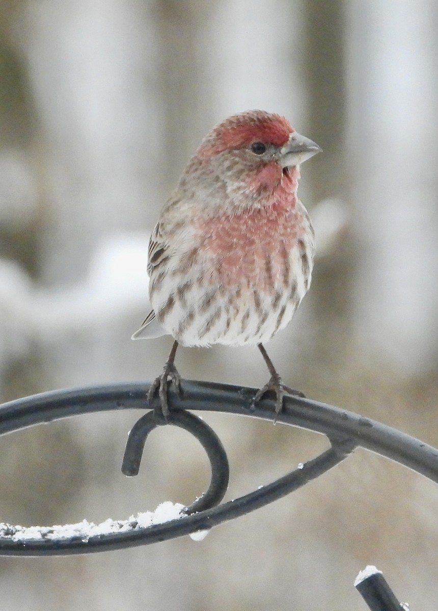 House Finch - ML646634686
