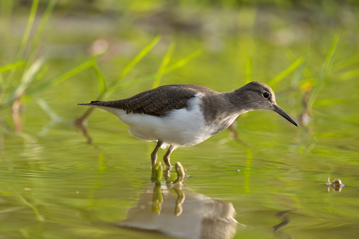 Dere Düdükçünü - ML646634687