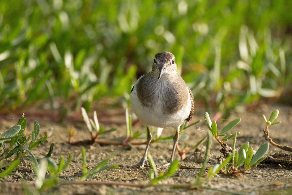 Dere Düdükçünü - ML646634688