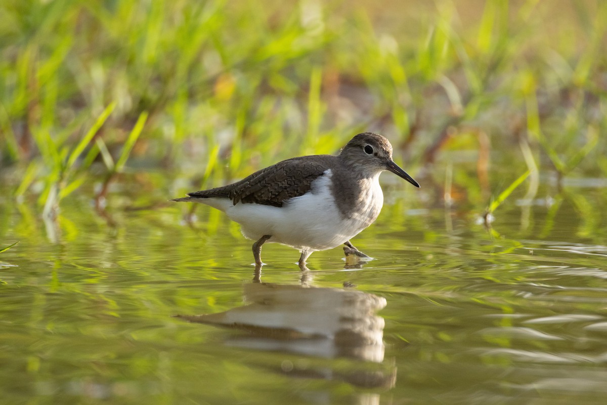 Dere Düdükçünü - ML646634689