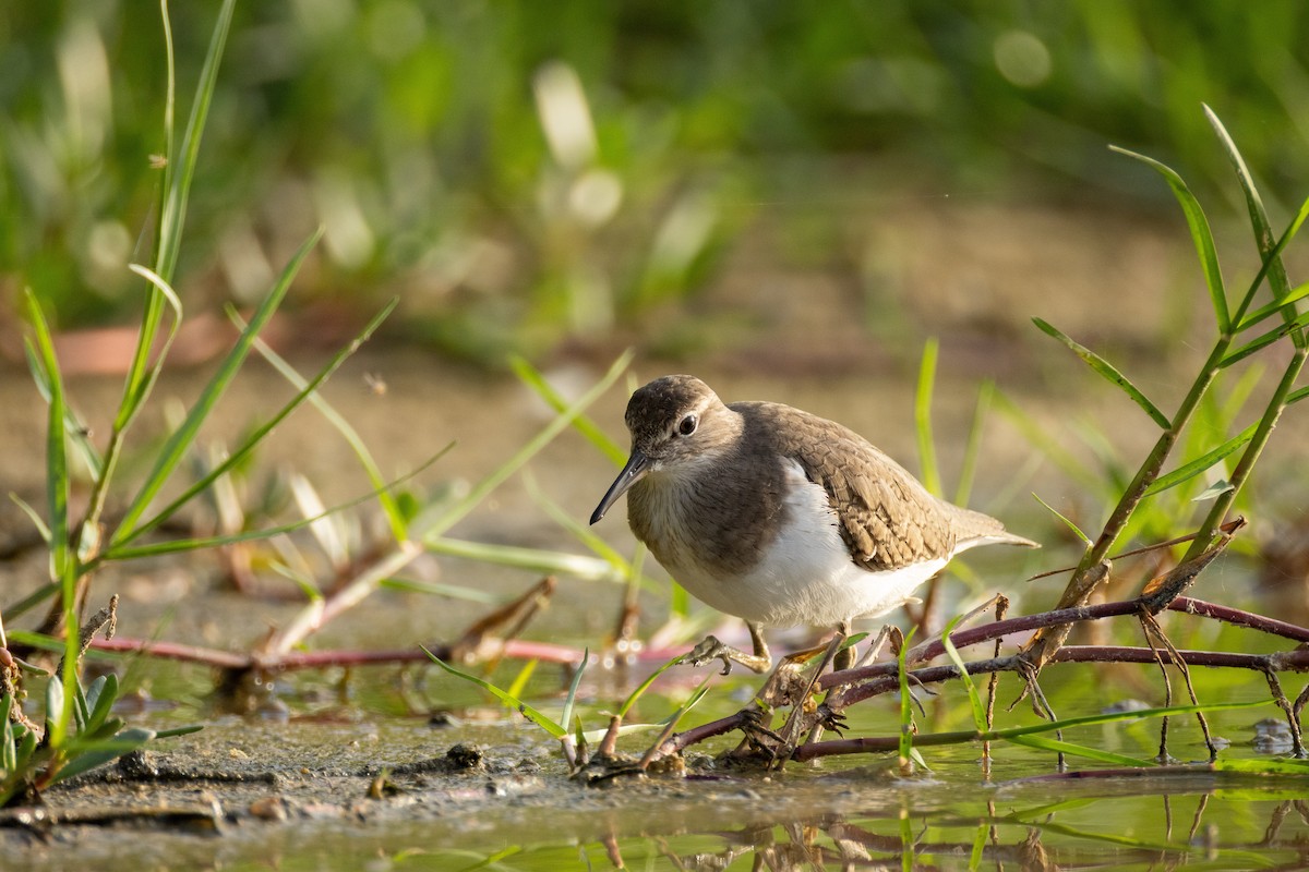 Dere Düdükçünü - ML646634690