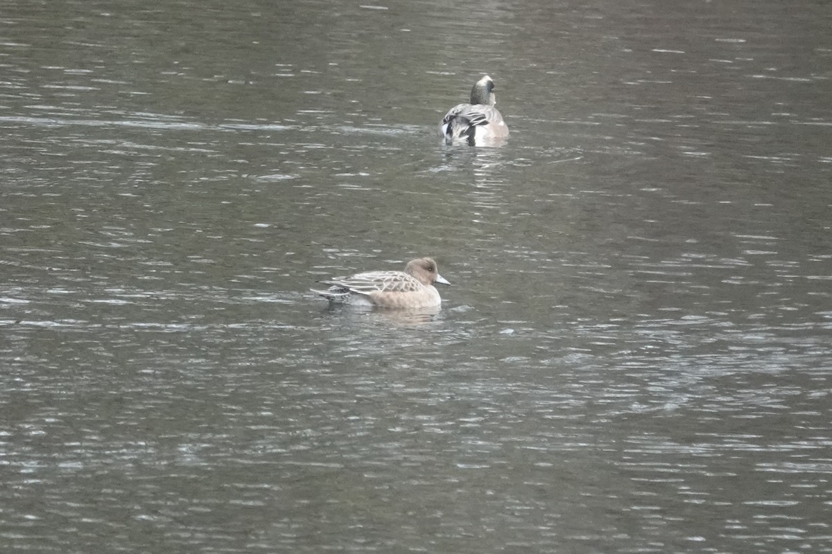 Fischione - ML646634691