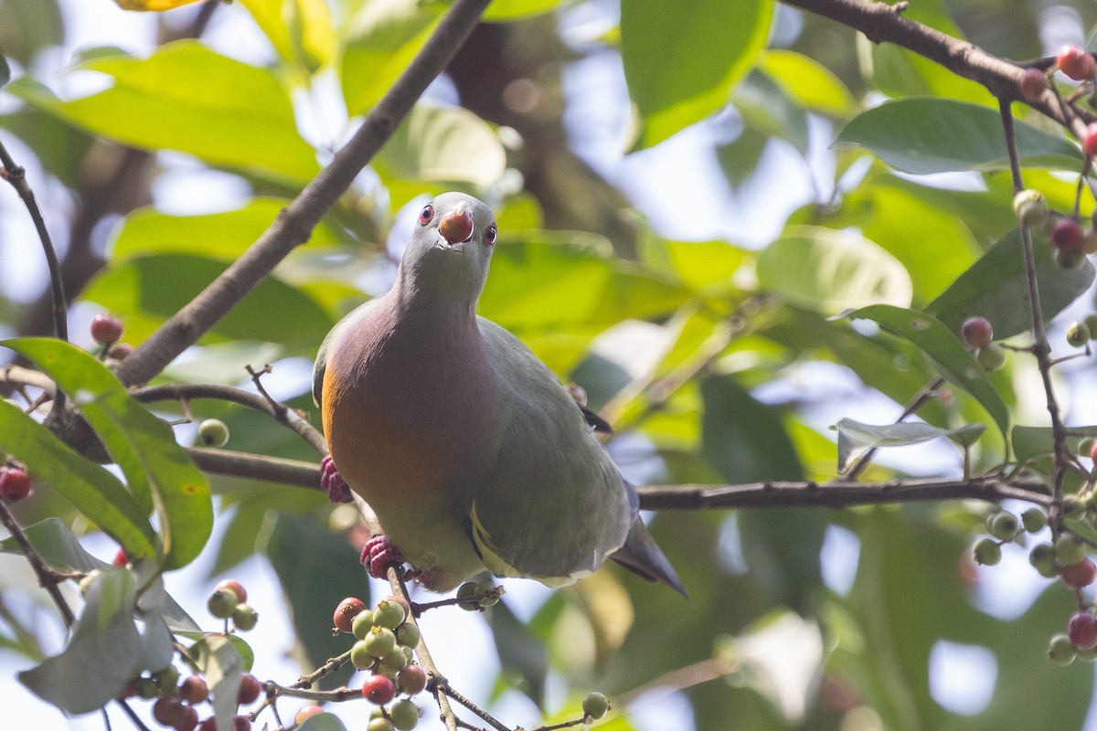 Pink-necked Green-Pigeon - ML646634692