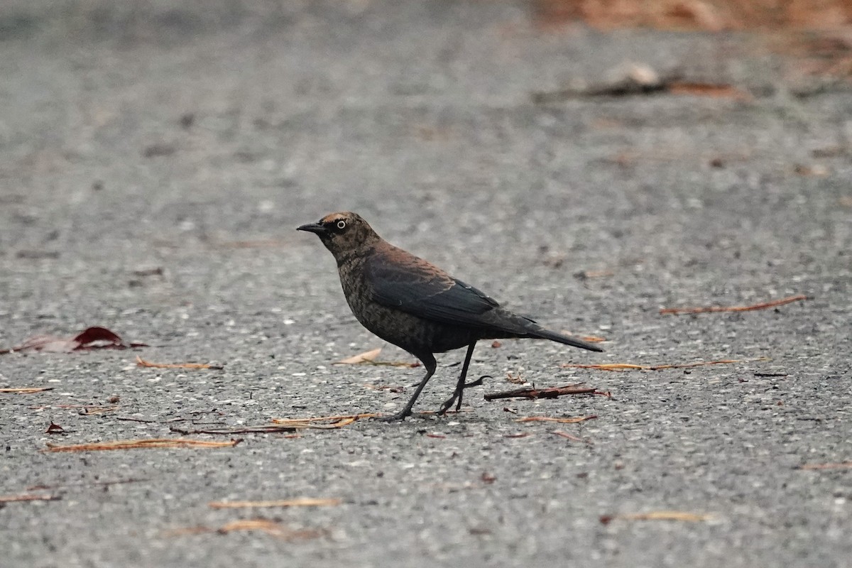 Rusty Blackbird - ML646634693