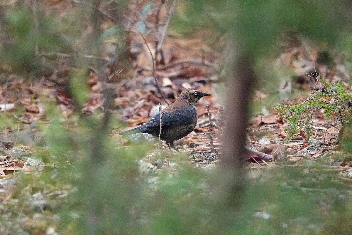 Rusty Blackbird - ML646634694